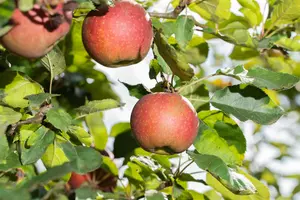 Malus domestica 'Melrose'