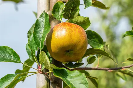 Malus domestica 'Melrose' - DOUBLE U-SHAPE C30 - image 2