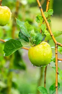 Malus domestica 'Notarisappel'
