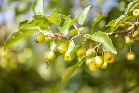Malus domestica 'Pigeon' - STDS 8-10 CM - image 3