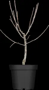 Malus domestica 'Pigeon'