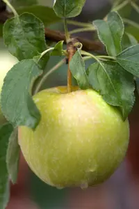 Malus domestica 'Pinova'