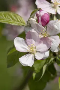 Malus domestica 'Pinova' - STD 8-10 CM CONT     - image 2