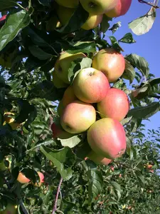Malus domestica 'Pinova' - 1/2 STDS C10 - image 4