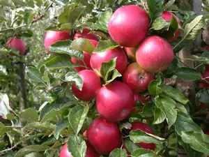 Malus domestica 'Pinova' - 1/2 STDS C10 - image 5