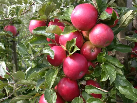 Malus domestica 'Pinova' - OLD TREE 20-25 CM C80 - image 5