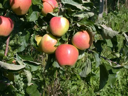 Malus domestica 'Pinova' - STD 8-10 CM CONT     - image 5