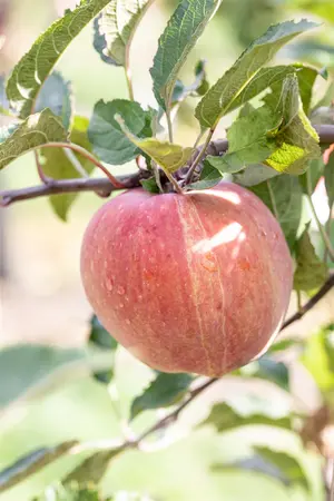 Malus domestica 'Red Delicious' - 1/2 STEM, GIRTH 10-12 CM C25 - image 2