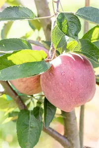 Malus domestica 'Red Delicious' - 1/2 STEM, GIRTH 10-12 CM C25 - image 4