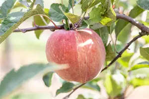 Malus domestica 'Red Delicious'