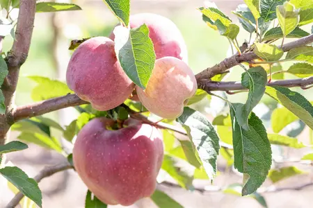 Malus domestica 'Red Delicious' - 1/2 STEM, GIRTH 10-12 CM C25 - image 3