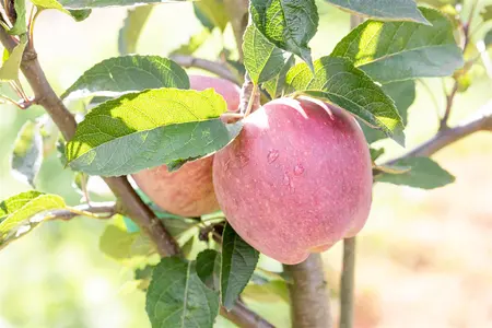Malus domestica 'Red Delicious' - 1/2 STEM, GIRTH 10-12 CM C25 - image 5