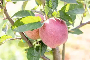 Malus domestica 'Red Delicious' - 1/2 STEM, GIRTH 10-12 CM C25 - image 5