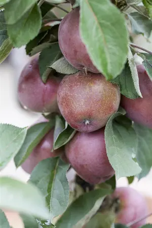 Malus domestica 'Redlane' - 80-100 CM C5 - image 2