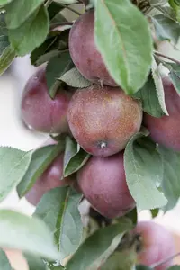 Malus domestica 'Redlane' - 80-100 CM C5 - image 2