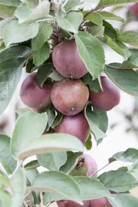 Malus domestica 'Redlane' - 80-100 CM C5 - image 3
