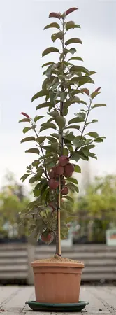 Malus domestica 'Redlane' - 80-100 CM C5 - image 1