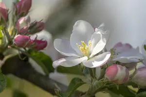 Malus domestica 'Rheinischer Bohnapfel'