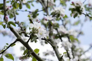 Malus domestica 'Rheinischer Bohnapfel' - STD 8-10 CM CONT     - image 2