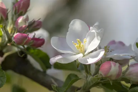Malus domestica 'Rheinischer Bohnapfel' - STD 10-12 CM CONT    - image 1
