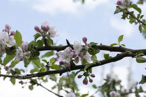 Malus domestica 'Rheinischer Bohnapfel' - STD 10-12 CM CONT    - image 3