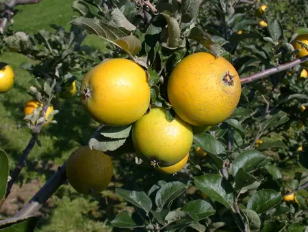 Malus domestica 'Roter Ananas' - 1/2 STDS BR - image 2