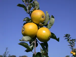 Malus domestica 'Roter Ananas' - 1/2 STDS BR - image 3