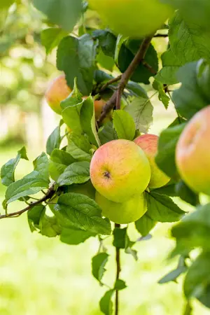 Malus domestica 'Roter Berlepsch' - STDS 12-14 CM CONT - image 4