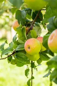 Malus domestica 'Roter Berlepsch' - STDS 12-14 CM CONT - image 4
