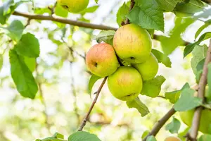 Malus domestica 'Roter Berlepsch' - STDS 12-14 CM CONT - image 5