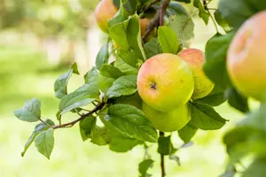 Malus domestica 'Roter Berlepsch' - 1/2 STDS BR - image 3