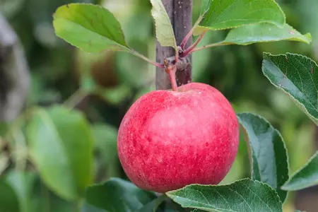 Malus domestica 'Roter Berlepsch' - STDS 12-14 CM CONT - image 1
