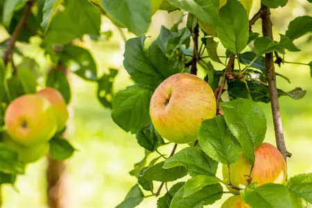 Malus domestica 'Roter Berlepsch' - STDS 12-14 CM CONT - image 2