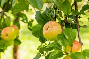 Malus domestica 'Roter Berlepsch' - STDS 12-14 CM CONT - image 2