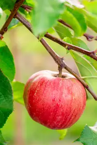Malus domestica 'Sampion' - 125-150 CM BR WHIP - image 5
