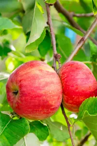 Malus domestica 'Sampion' - 125-150 CM BR WHIP - image 3