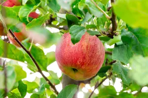 Malus domestica 'Sampion'