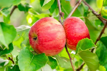 Malus domestica 'Sampion' - 125-150 CM BR WHIP - image 2