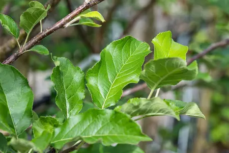 Malus domestica 'Santana' - 7L pot/2 yr bush - image 2