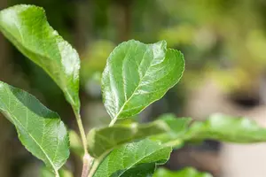 Malus domestica 'Santana' - 7L pot/2 yr bush - image 4