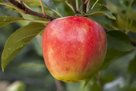 Malus domestica 'Santana' - 1/2 STDS C10 - image 1
