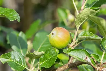 Malus domestica 'Santana' - 1/2 STDS C10 - image 3