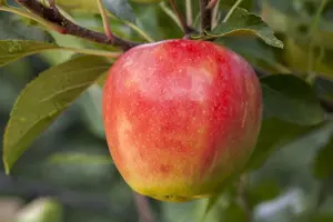 Malus domestica 'Santana' - 1/2 STEM, GIRTH 10-12 CM C25 - image 4