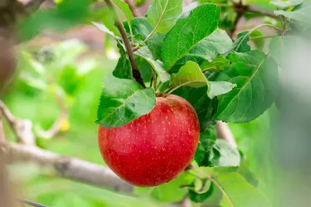 Malus domestica 'Santana' - 125-150 CM BR WHIP - image 4