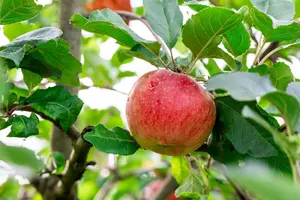Malus domestica 'Santana' - STDS 12-14 CM CONT - image 5
