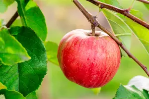 Malus domestica 'Scarlet Benoni' - 125-150 CM BR WHIP - image 4