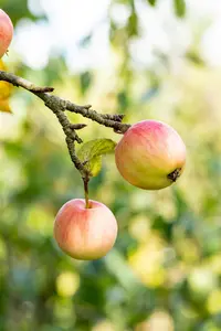Malus domestica 'Sch?ner von Herrnhut' - STD 8-10 CM CONT     - image 2