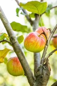Malus domestica 'Sch?ner von Herrnhut' - STD 8-10 CM CONT     - image 5