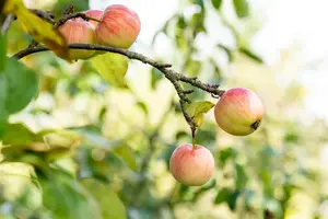 Malus domestica 'Sch?ner von Herrnhut'