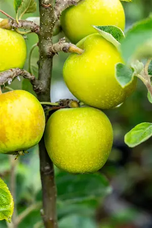 Malus domestica 'Seesterm?her Zitronenapfel' - STD 8-10 CM CONT     - image 5